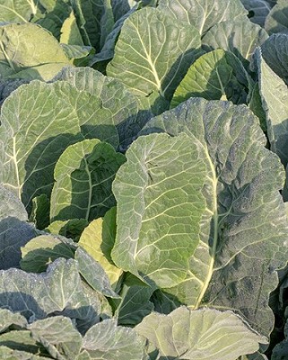 Cabbage - Collards Top Bunch
