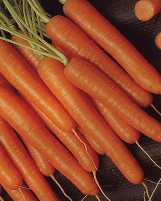 Carrots - Bolero Pelleted