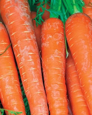 Carrots - Bolero