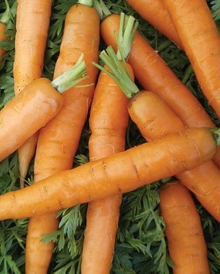 Carrots - Little Fingers