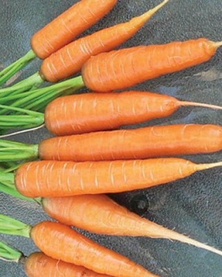 Carrots - Scarlet Nantes