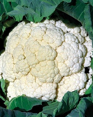 Cauliflower - Amazing