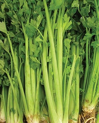 Celery - Tall Utah
