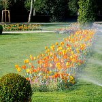 Shrub sprinklers watering a large public flower bed
