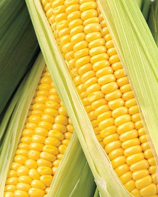 Corn - Honey Select