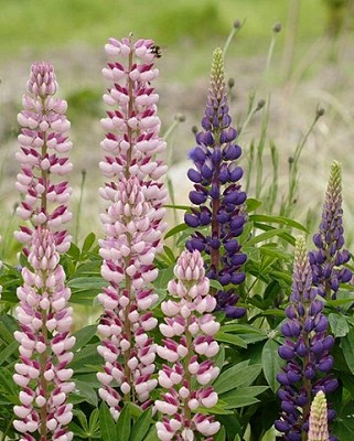 Lupins Russell Hybrids