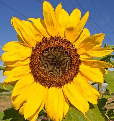Peredovik Sunflowers