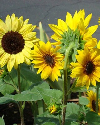 Sunflower Short Blend