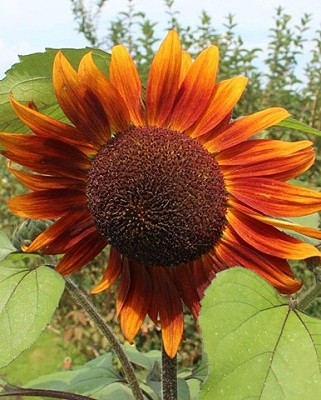 Sunflowers Velvet Queen