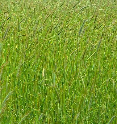 Grasses - Annual Ryegrass Certified Organic - 25grams