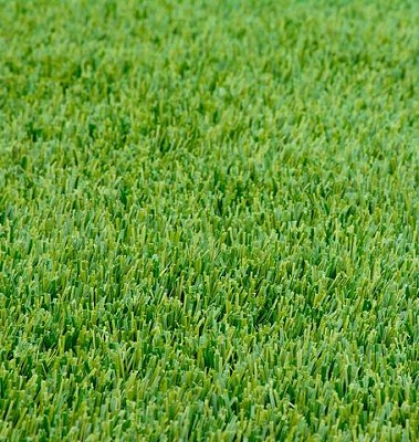 Grasses - Perennial Ryegrass Certified Organic 250 grams