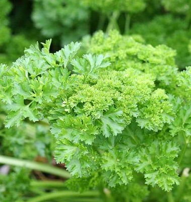 Parsley - Forest Green