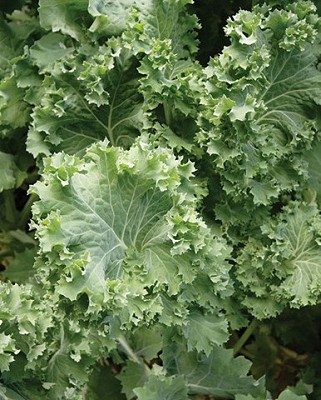 Kale - Improved Siberian