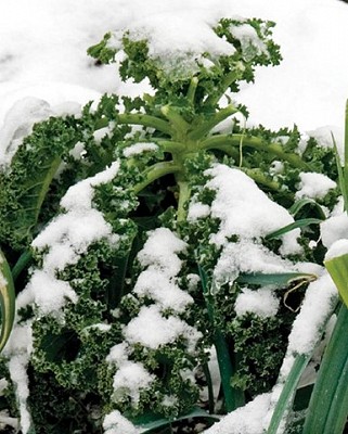 Kale - Winter Blend