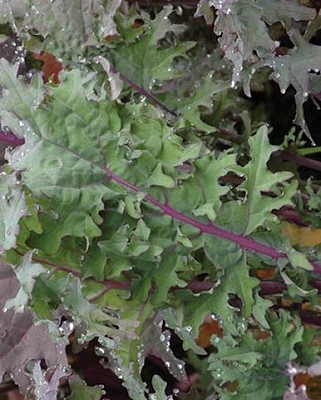 Kale - Winter Red Organic