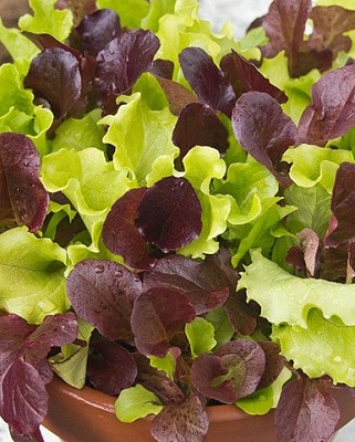 Lettuce - City Garden Mix, Pelleted