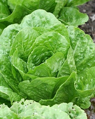 Lettuce - Coastal Star Pelleted Organic