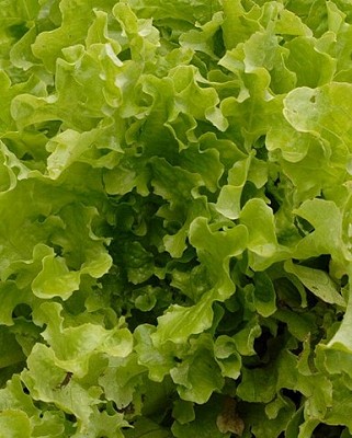 Lettuce - Salad Bowl (Green)
