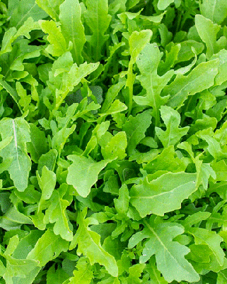 Lettuce - Selvatica Organic