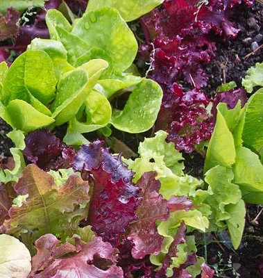Lettuce - Super Gourmet Salad Blend