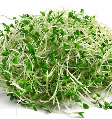 Alfalfa Sprouting Seeds Organic - 125grams-250grams