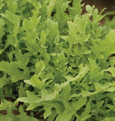 Astro Arugula - 1grams (approximately 540 seeds)