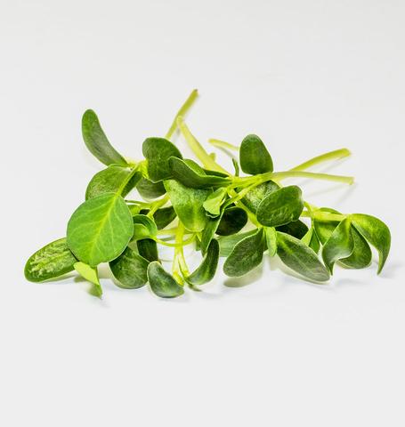 Microgreens and Sprouts