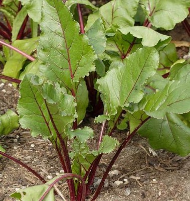 Beets - Early Wonder Tall Top