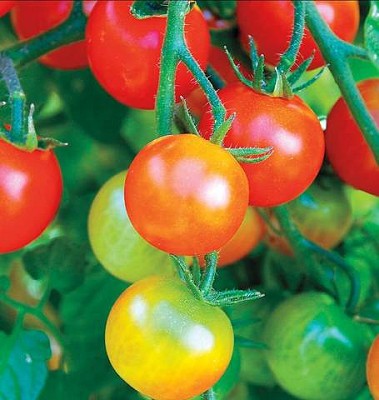 Tomato - Cherry,Tumbler